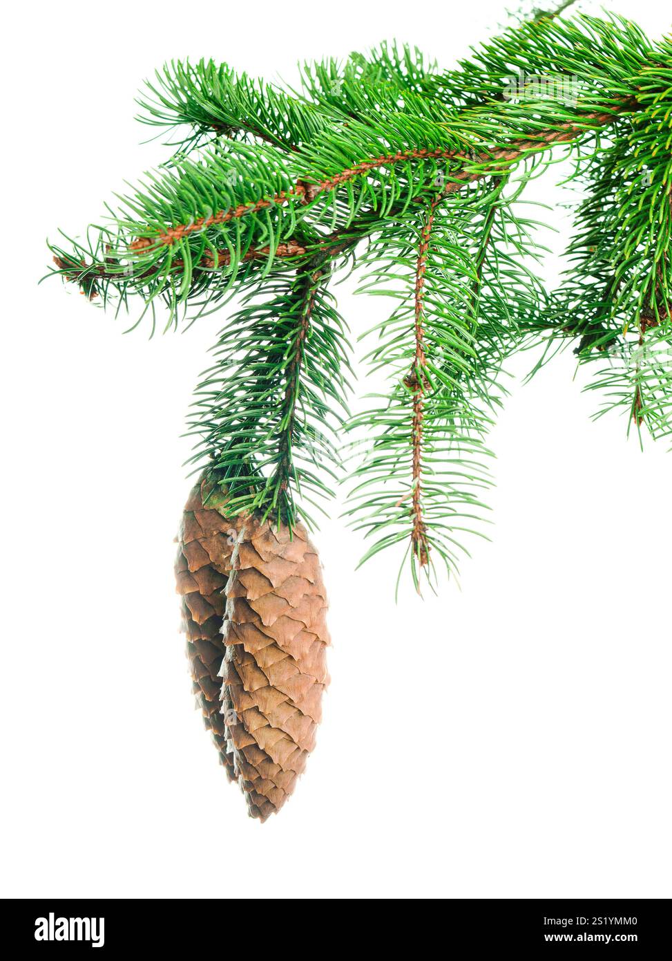 Branches de pin avec cônes. Belle branche de conifères de forêt. Décoration hivernale. Décor pour bannières de vacances et invitations. PIN isolé. Pour couronnes et Banque D'Images Branches de pin avec cônes. Belle branche de conifères de forêt. Décoration hivernale. Décor pour bannières de vacances et invitations. PIN isolé. Pour couronnes et Banque D'Images