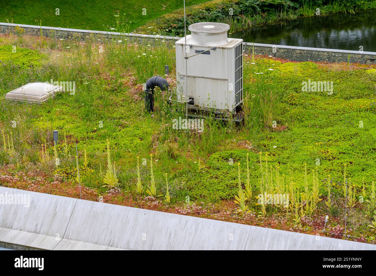 Toit vert d'un bâtiment technique, avec une variété de plantes, d'herbes et de fleurs poussant sur le toit plat, Emscher Klärpark, ancien Läppkes Mühlenbac Banque D'Images