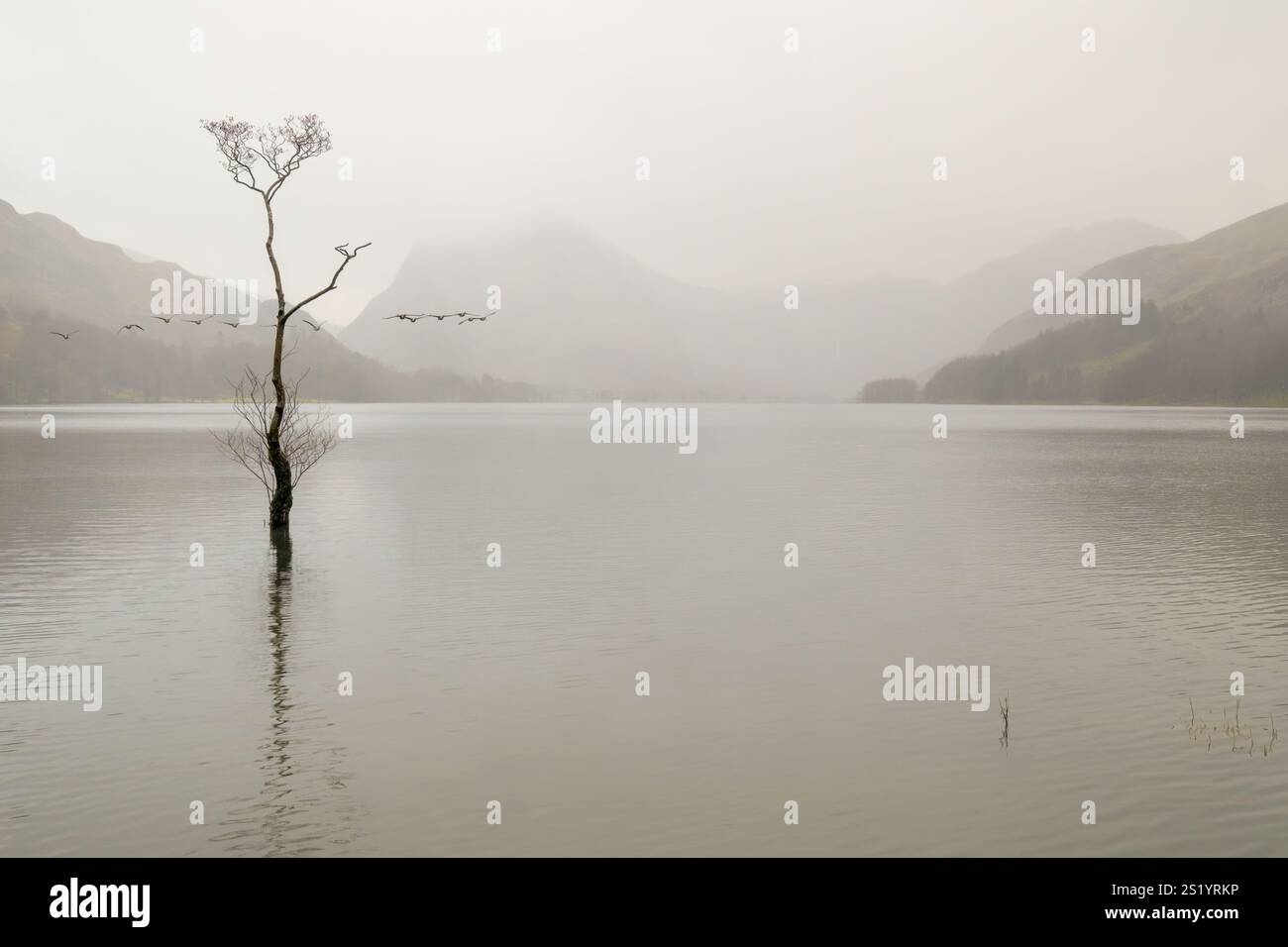 Les bernaches du Canada survolent le lac Buttermere, passant au-dessus d'un arbre solitaire par un matin brumeux dans le Lake District. Banque D'Images