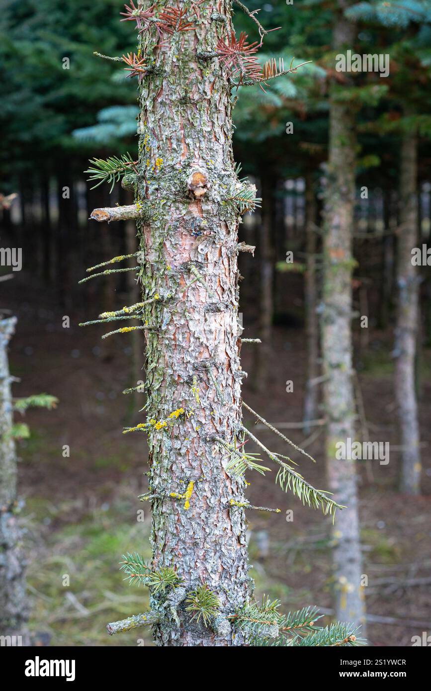 Tronc texturé d'un épinette dans une forêt avec les branches inférieures sciées Banque D'Images