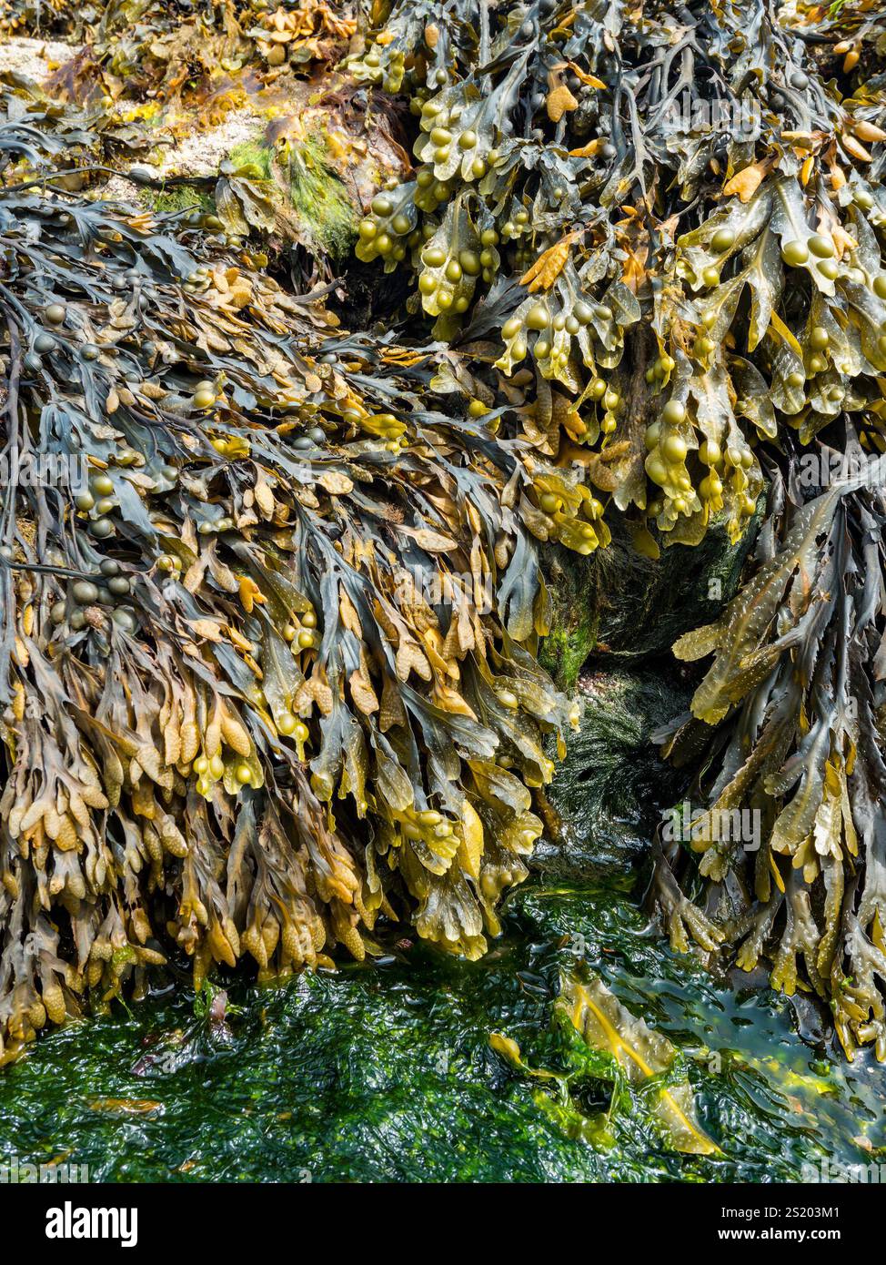 Une masse emmêlée d'une variété d'algues brunes et vertes sur la plage écossaise, y compris la vessie, la vessie crantée et Spiral Wracks. Banque D'Images