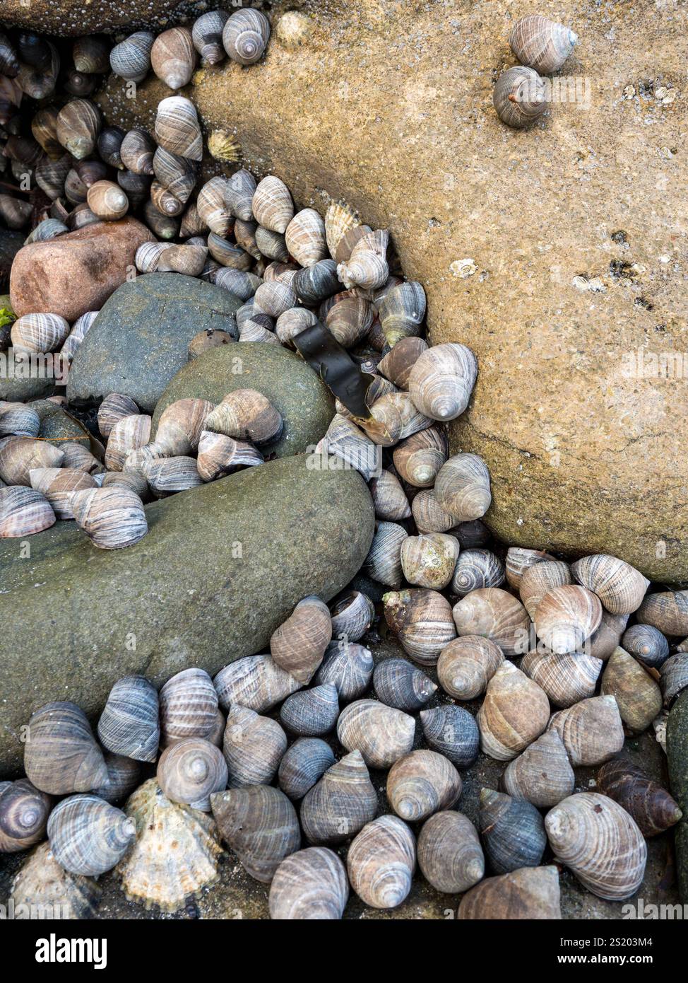 Commune Winkle Littorina littorea escargot de mer colonie de mollusques gastéropodes marins parmi les rochers sur la plage écossaise, Écosse, Royaume-Uni Banque D'Images