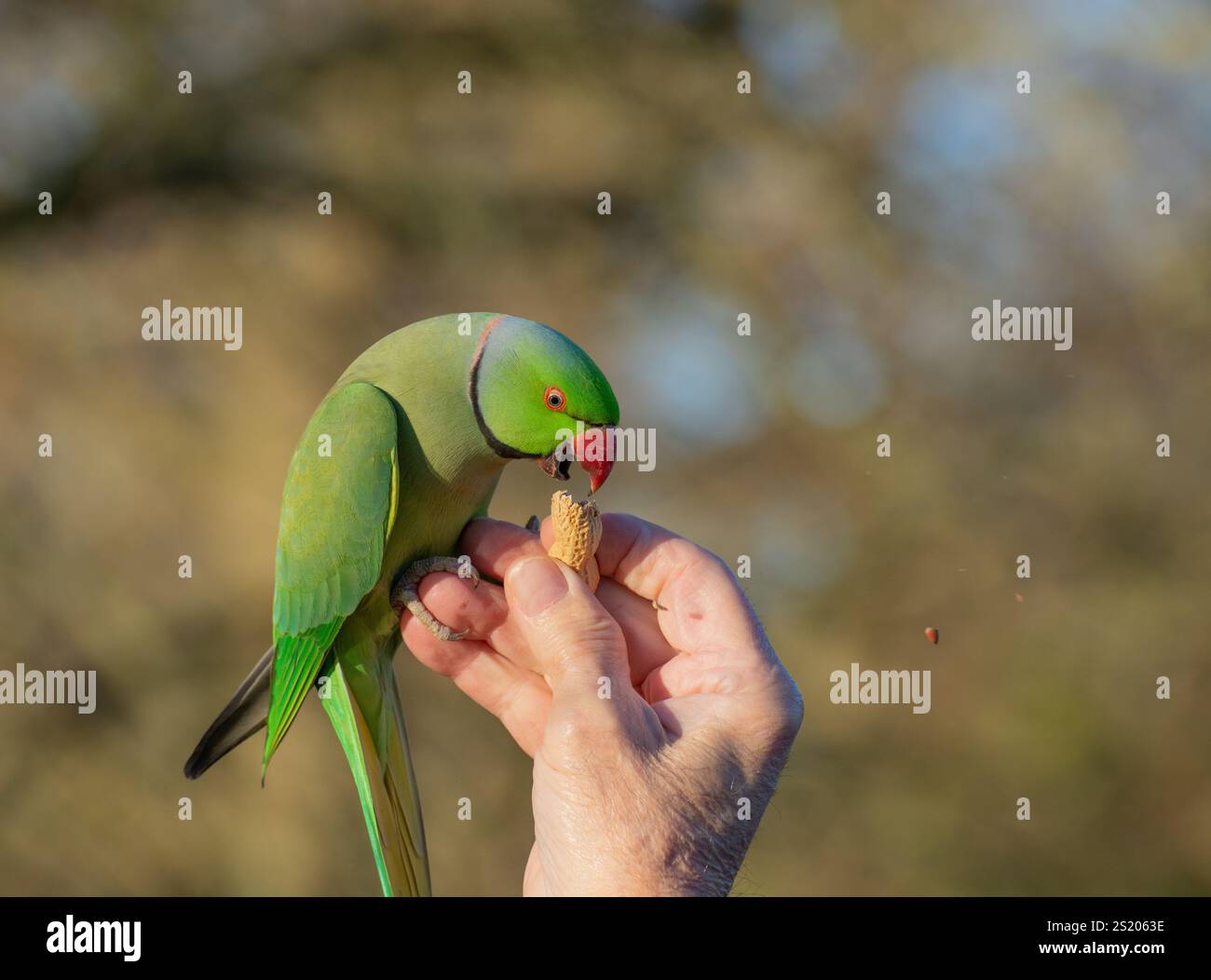 Gros plan d'une perruche sauvage (Psittacula krameri) nourrie à la main d'une noix de singe avec des parties de noix volant dans les airs, Hyde Park, à Londres. Banque D'Images