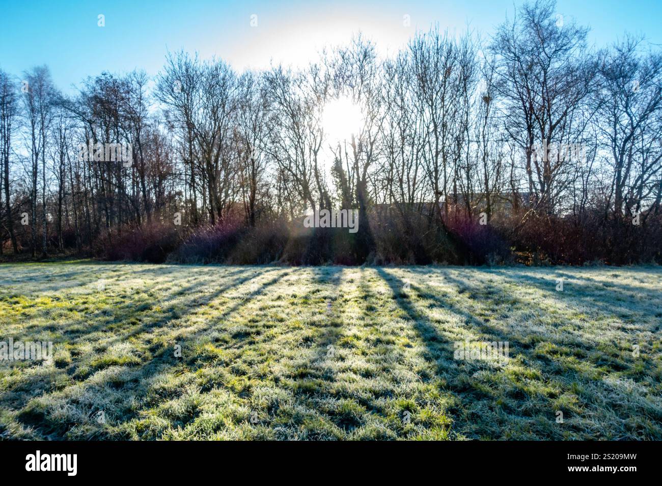 Le soleil, bas dans un ciel hivernal, brille à travers les arbres projetant des ombres sur un champ gelé Banque D'Images