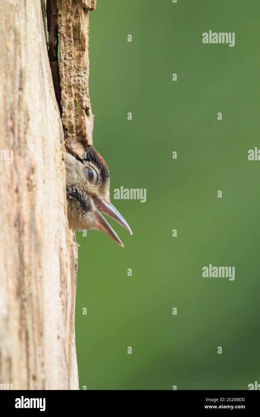 Gros plan d'un oiseau juvénile grand pic tacheté, Dendrocopos major, dans un trou de nid d'arbre dans une forêt Banque D'Images