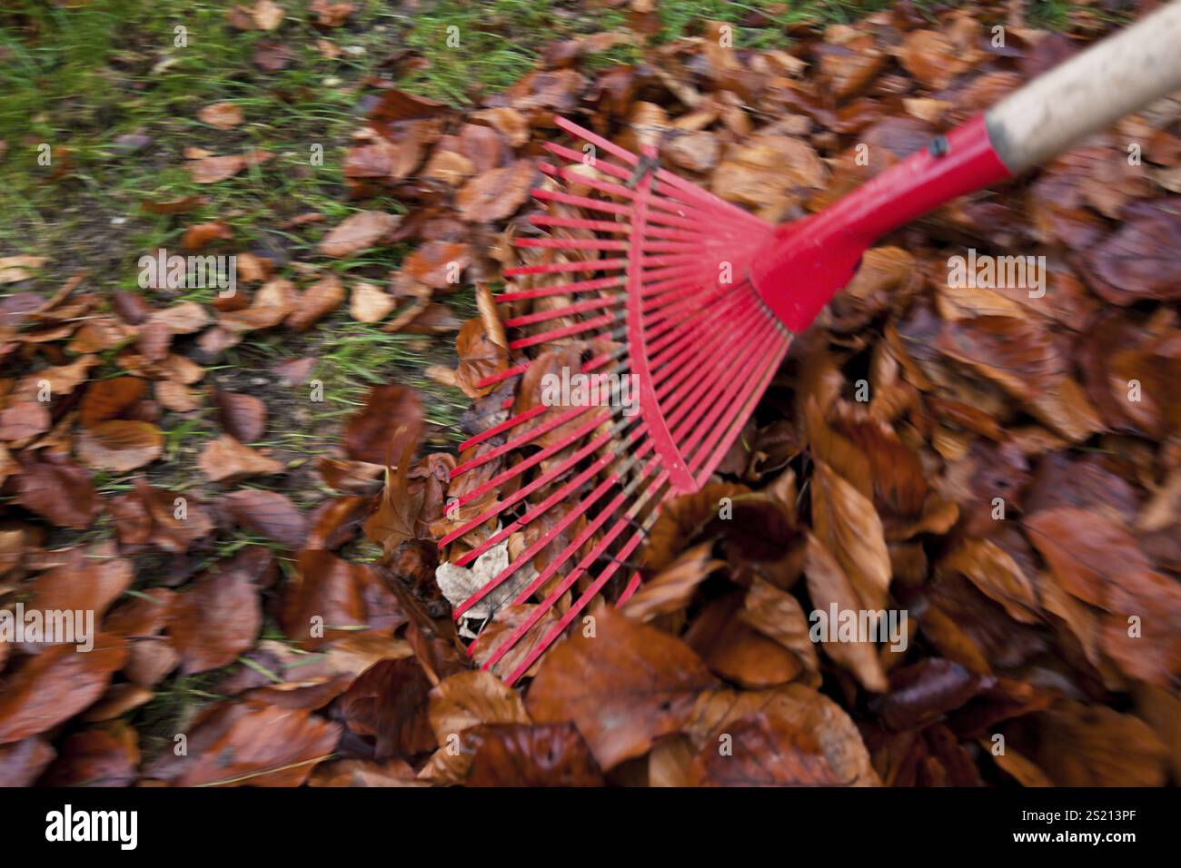 Râteler les feuilles. Retirez les feuilles. Jardinage en automne. Autriche Banque D'Images