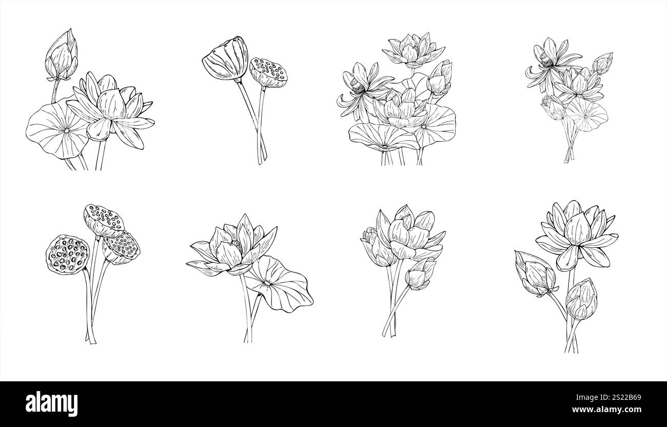 Fleurs de lotus en fleurs monochromes et gousses de graines Set illustration vectorielle dessinée à la main peinte par des encres noires. Nénuphars parmi les feuilles gravant le dessin. F Illustration de Vecteur