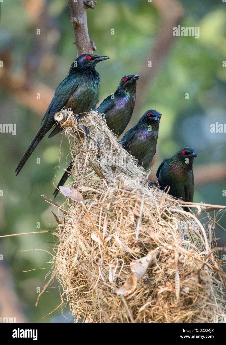 Quatre étourneaux métalliques se dressent perchés, en ligne, au sommet de leur nid commun et grossièrement tissé suspendu, précairement, à une branche d'arbre tropical. Banque D'Images