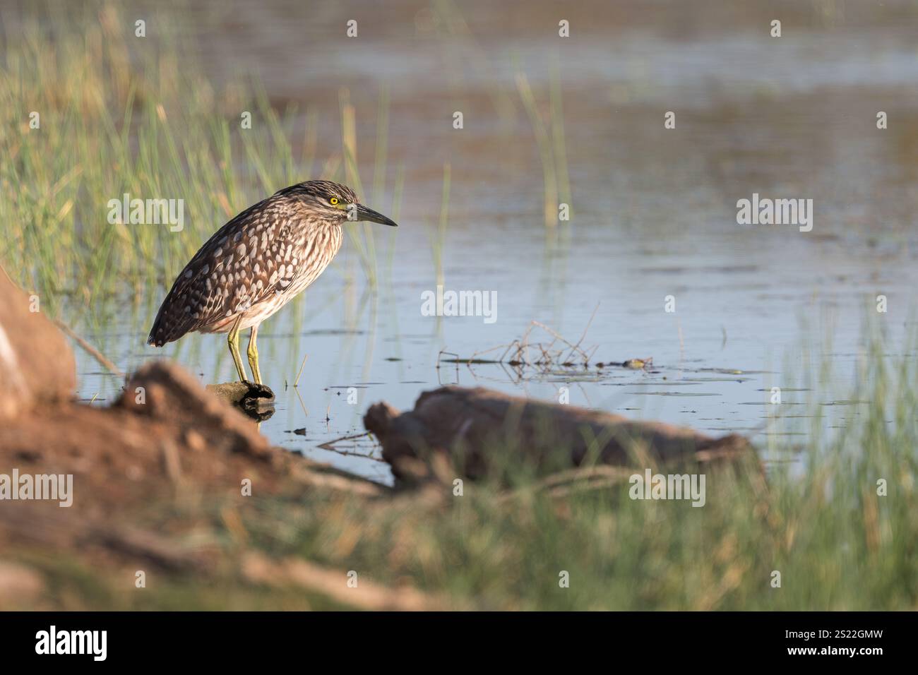Un héron de nuit juvénile (rufous) perché est perché sur une zone de chasse préférée sur un billabong en fin d'après-midi alors que le soleil se couche. Banque D'Images