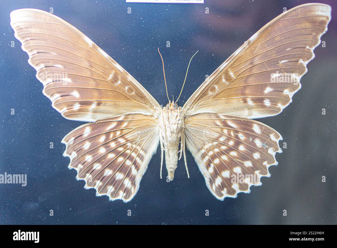 Gros plan d'un papillon reposant sur une surface texturée, les ailes se déploient révélant des motifs complexes et des couleurs à l'échelle spécifique à l'espèce de papillon Banque D'Images