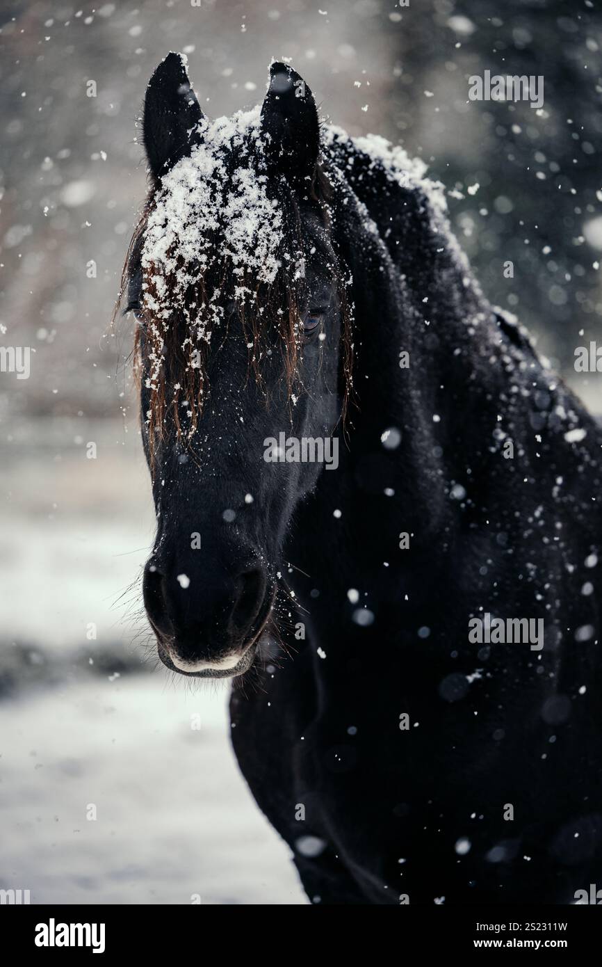 Cheval frison noir avec flocons de neige en hiver Banque D'Images