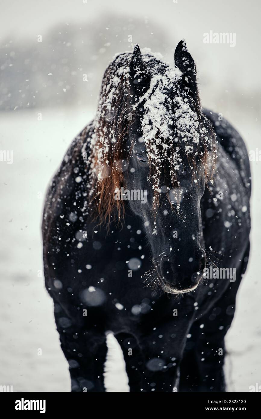 Black Friesian Horse dans un champ enneigé Banque D'Images