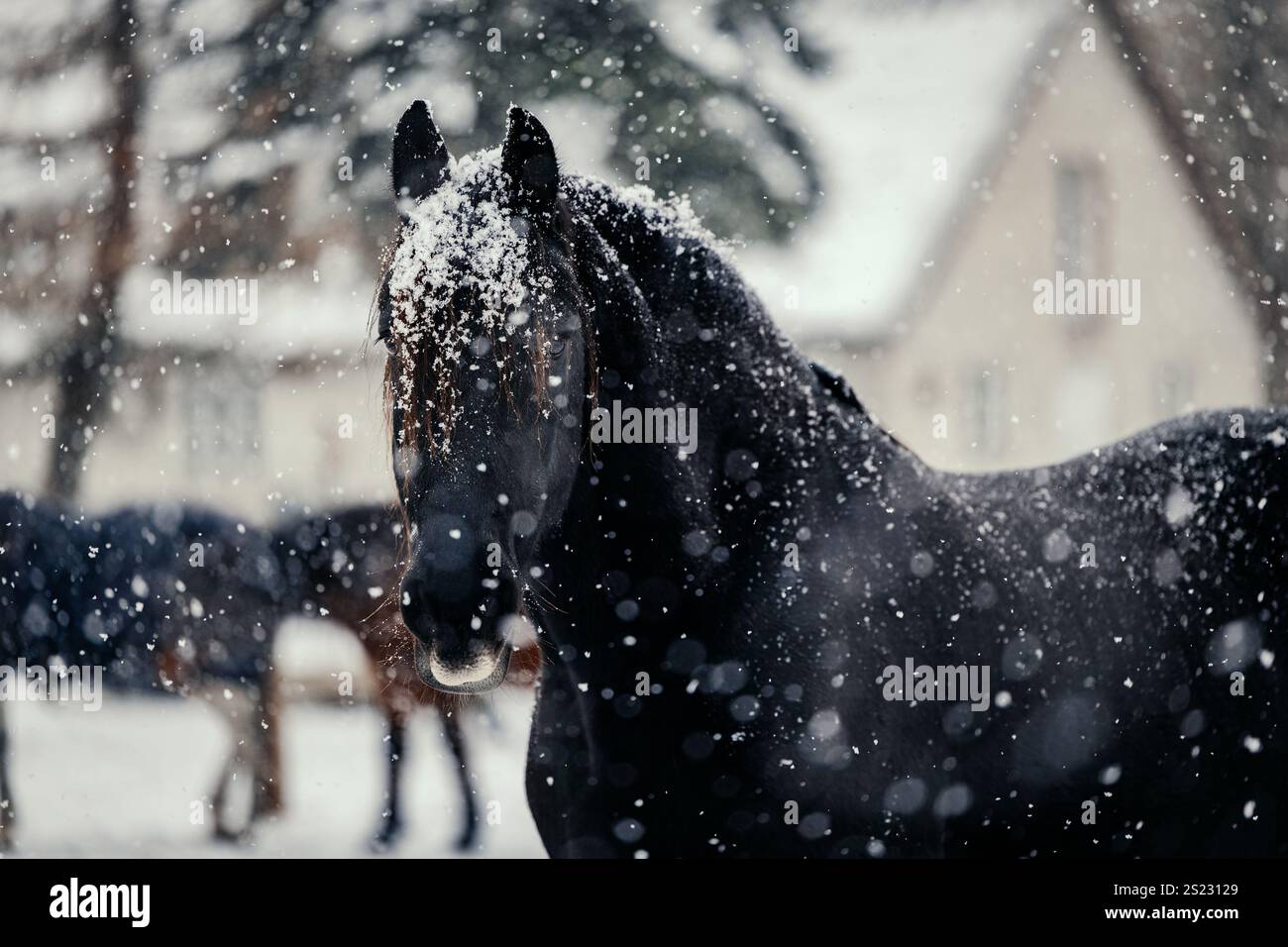 Black Friesian Horse par temps de neige avec maison en arrière-plan Banque D'Images