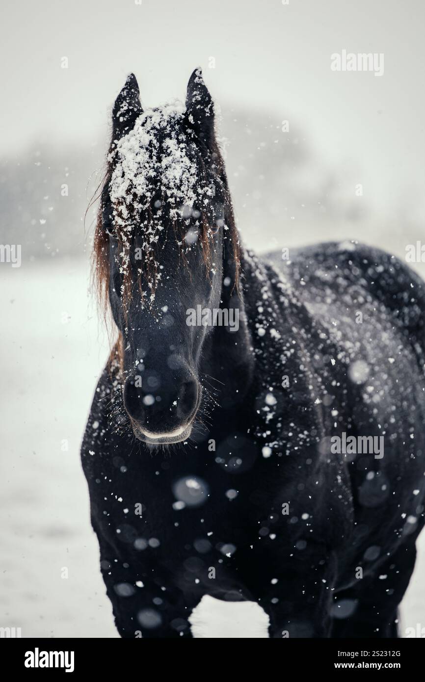 Cheval frison noir couvert de neige Banque D'Images