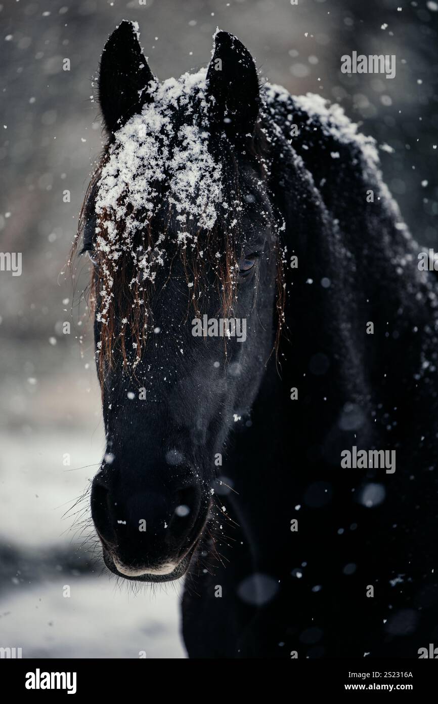 Cheval frison noir avec flocons de neige en hiver Banque D'Images