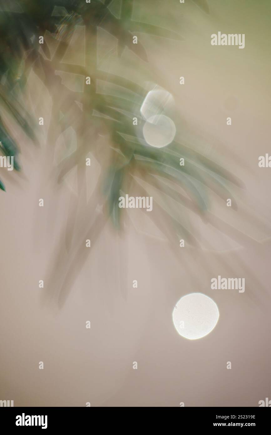 Une image floue de branches de pin et de taches de soleil Banque D'Images