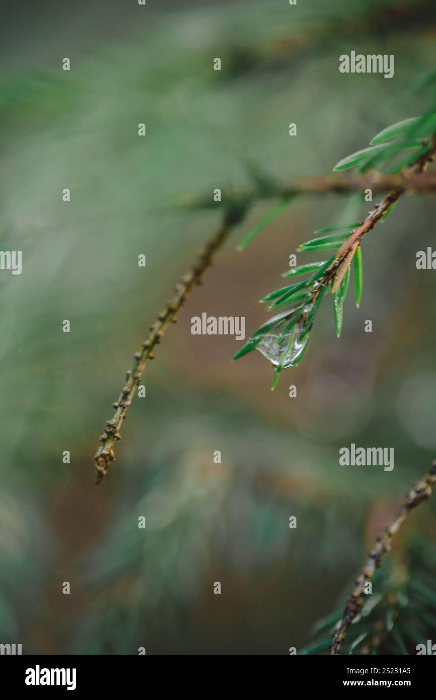 gouttelettes d'eau capturées dans les aiguilles de pin Banque D'Images