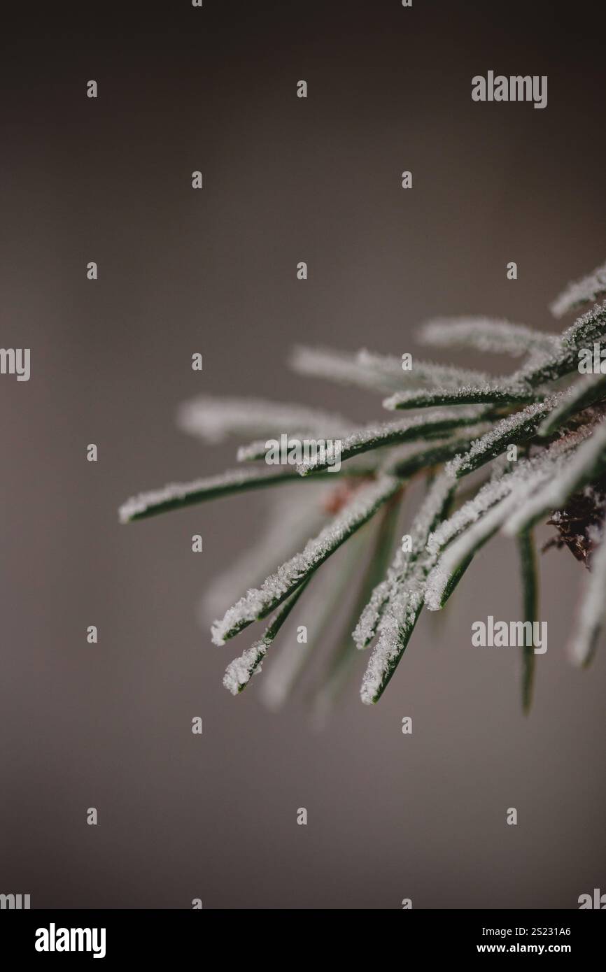 cristaux de neige sur les aiguilles de pin Banque D'Images