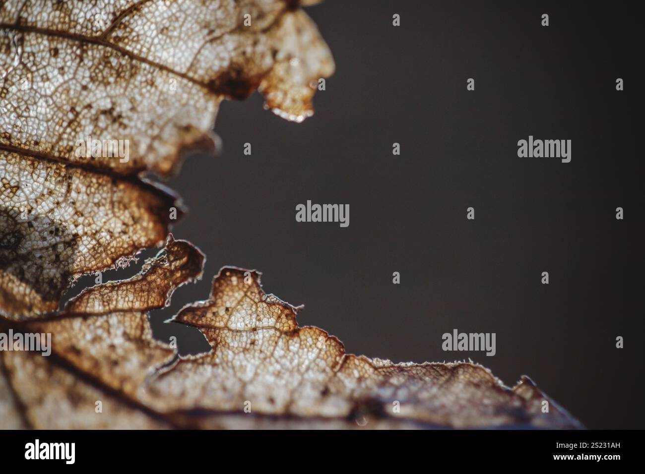 Le bord d'une feuille brune en décomposition Banque D'Images