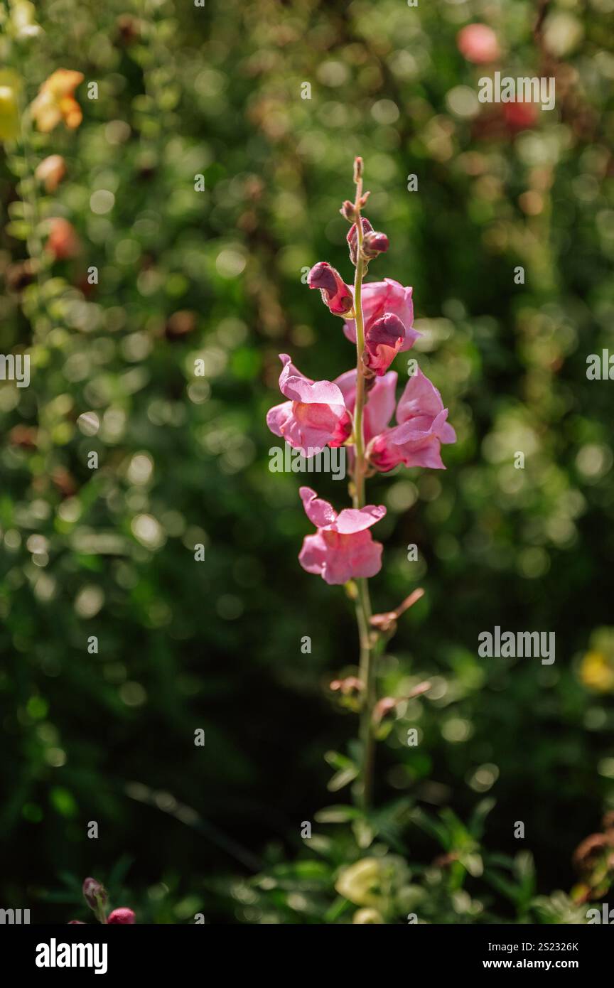 Rose snapdragon fleurissant dans un champ d'été vert luxuriant Banque D'Images