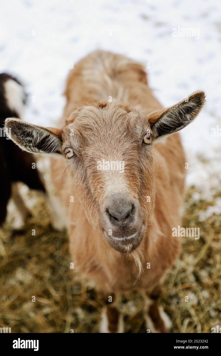 Gros plan sur les chèvres alpines en hiver Banque D'Images