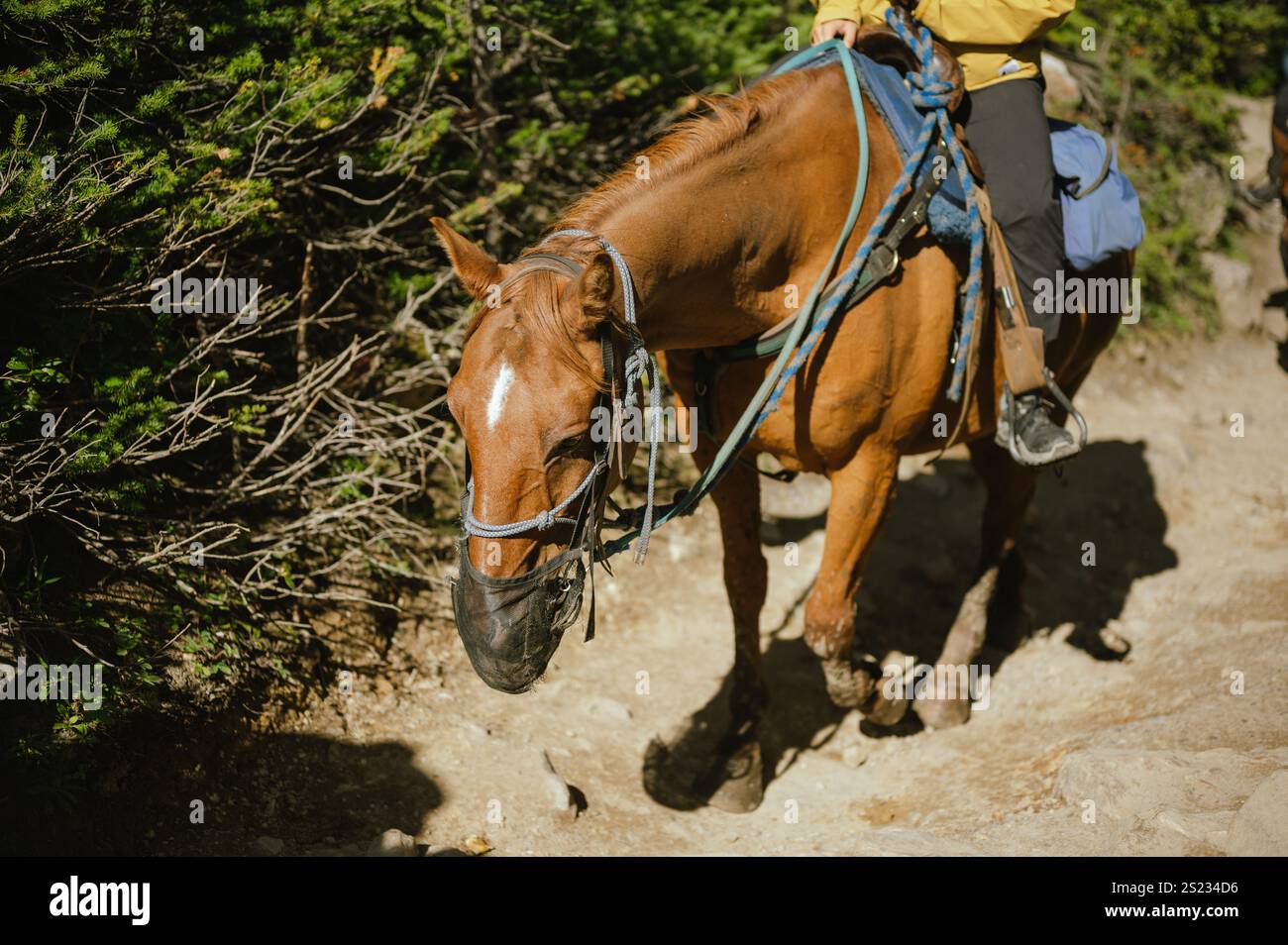 Louise, AB, Canada - 26 août 2024 : cavalier à cheval sur la piste Banque D'Images