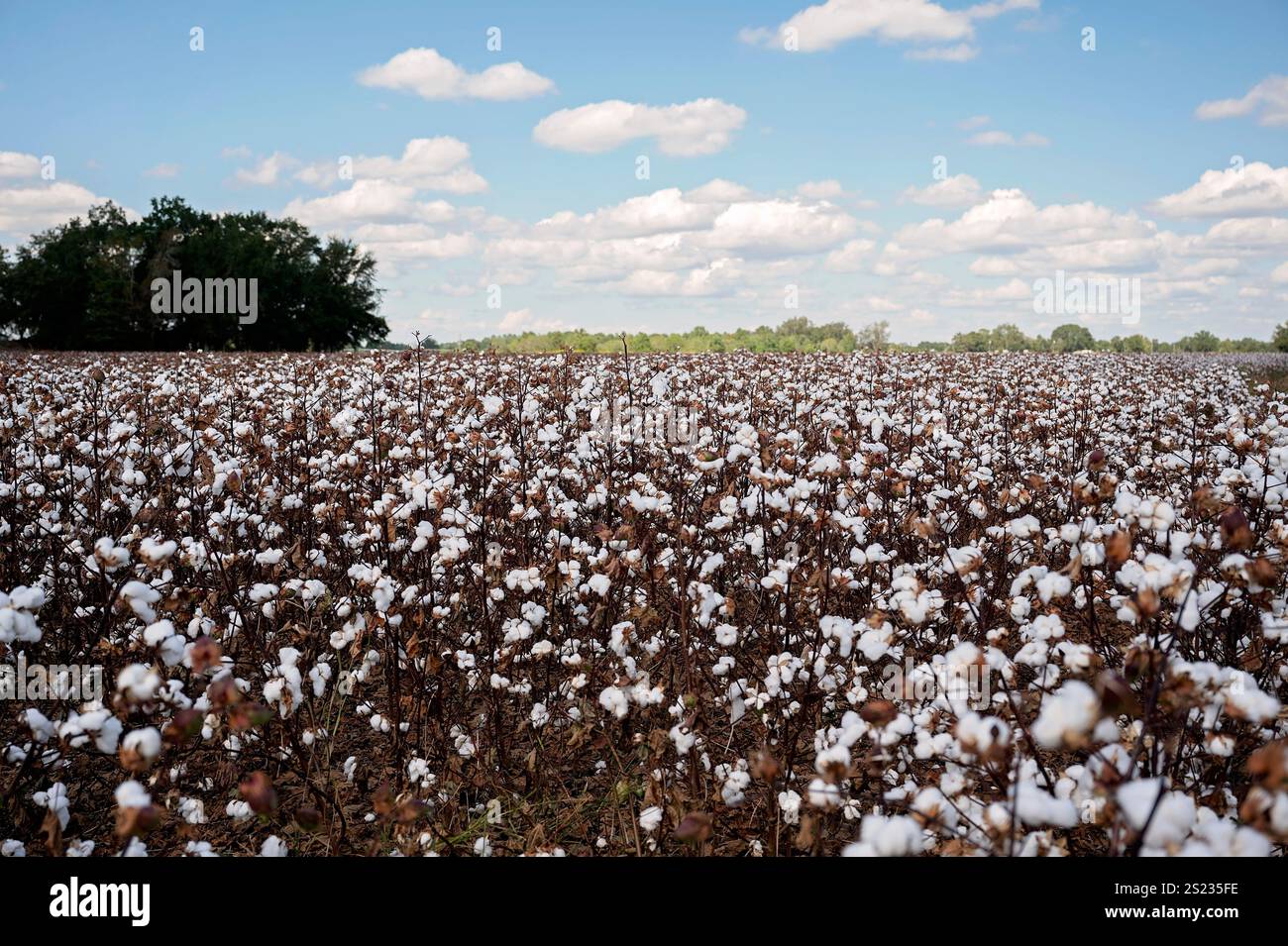 Un vaste champ de coton sous un ciel bleu vif avec des nuages éparpillés Banque D'Images