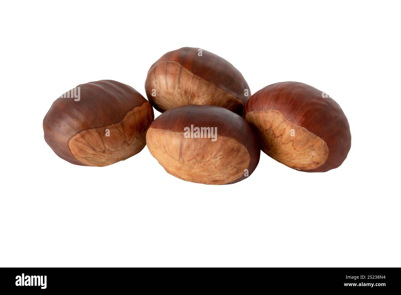 Fruits de châtaigne en gros plan isolé sur blanc. Groupe de quatre châtaignes. Fruits forestiers comestibles d'automne. Noix brillantes brunes Castanea sativa. Banque D'Images