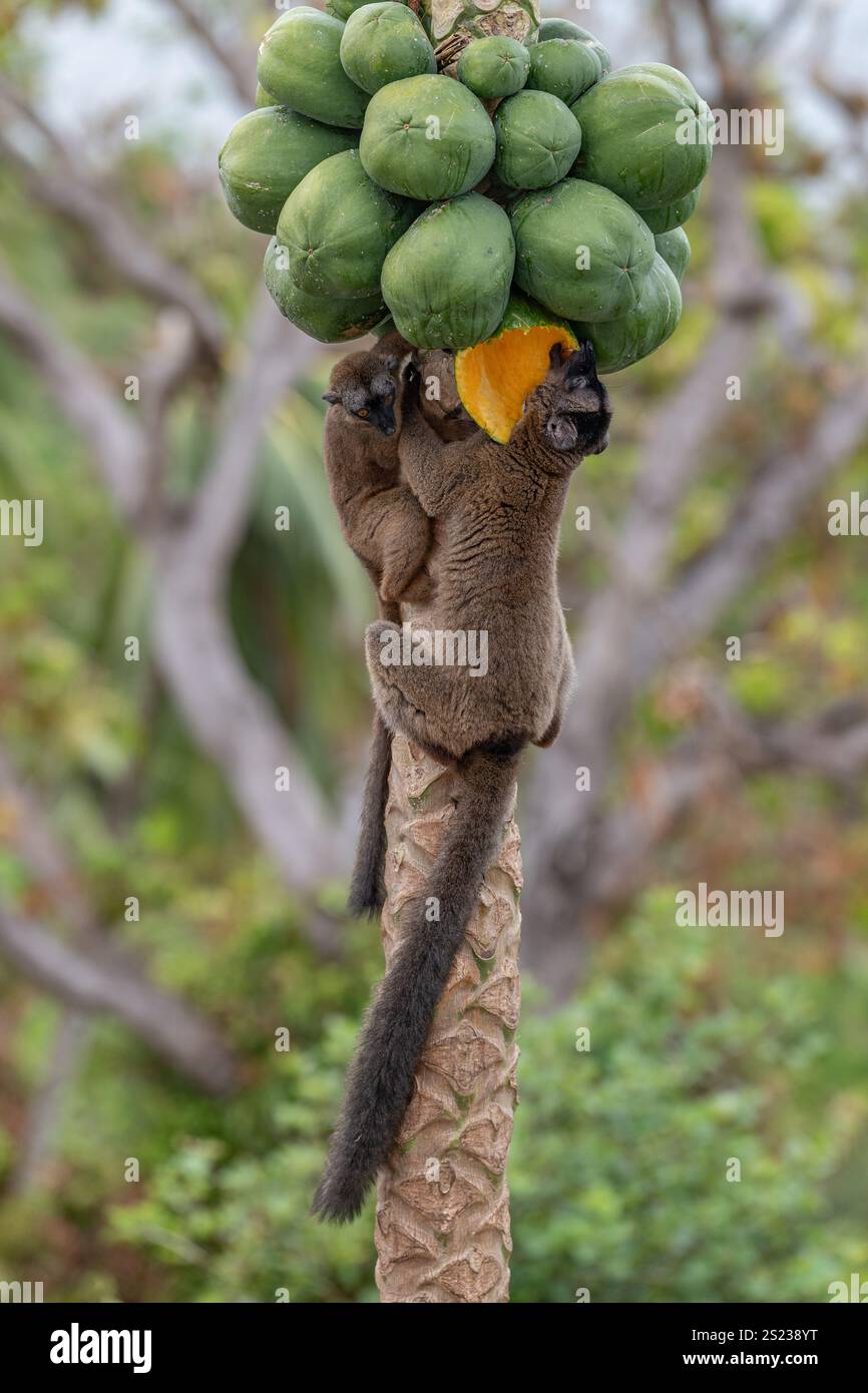 Lémuriens bruns (makis) sur un papaye à Mayotte, mettant en valeur le comportement naturel et la faune vibrante de l'océan Indien. Banque D'Images