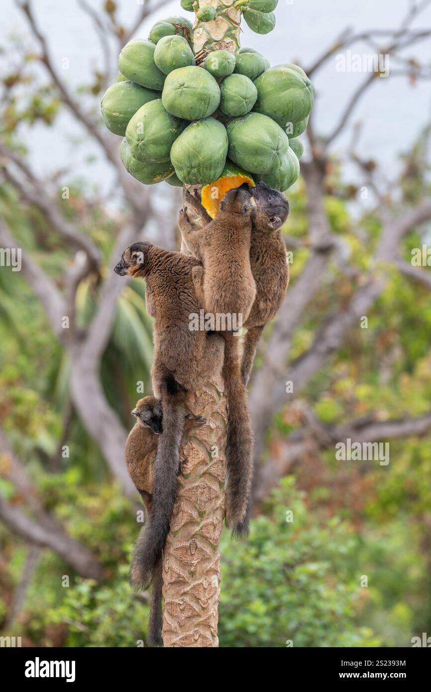 Lémuriens bruns (makis) sur un papaye à Mayotte, mettant en valeur le comportement naturel et la faune vibrante de l'océan Indien. Banque D'Images