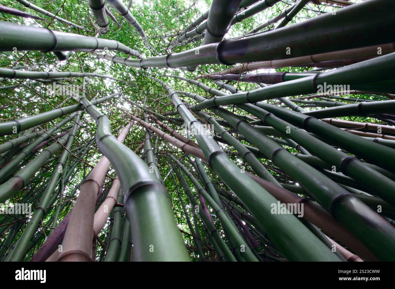 Forêt de bambou Canopy Green nature Banque D'Images
