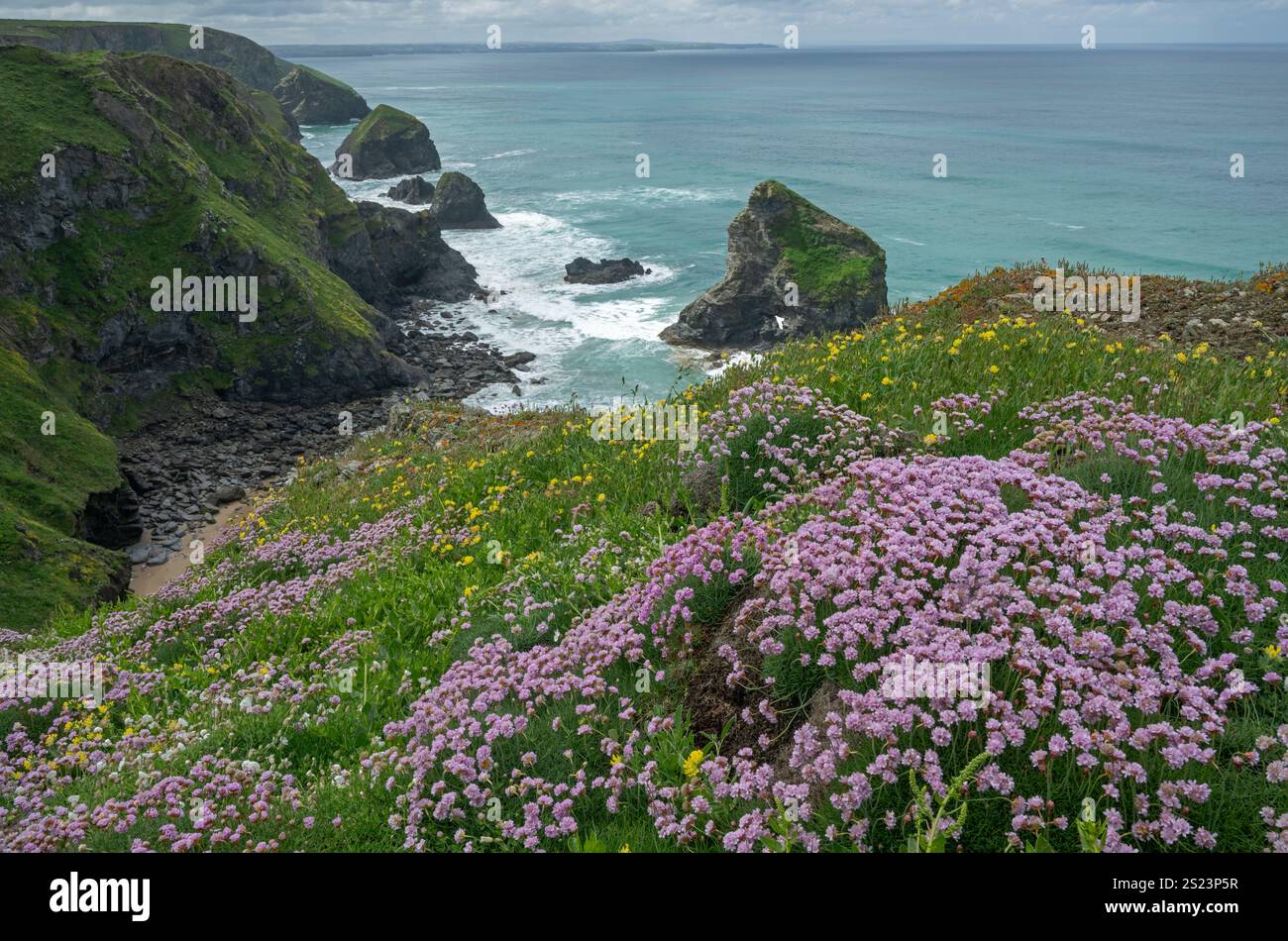 Friandise : Armeria maritima. Bedruthan Steps, Cornwall, Royaume-Uni Banque D'Images