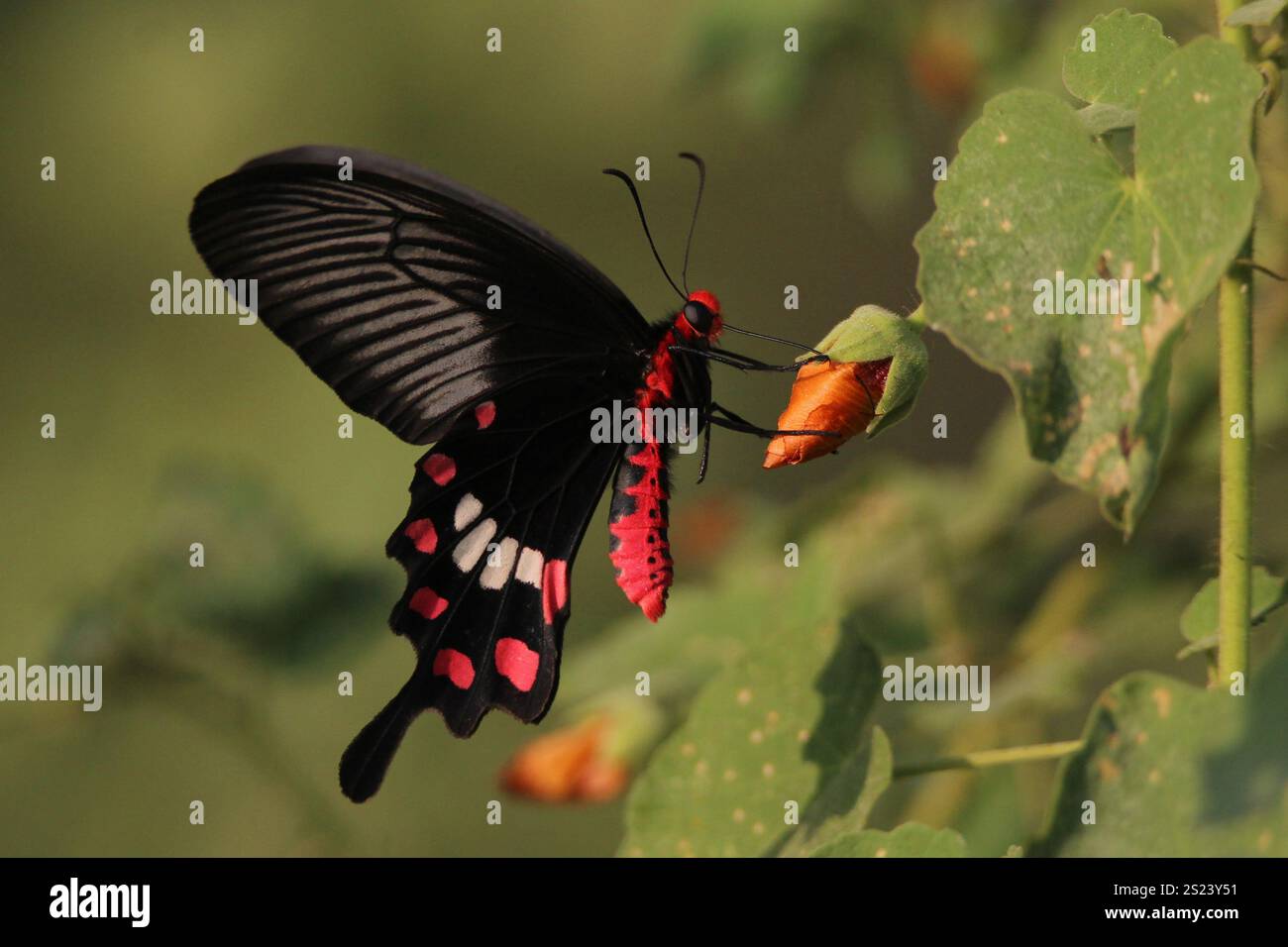 Papillon noir et rouge à queue d'aronde se nourrissant d'un bourgeon de fleur orange, gros plan à la lumière naturelle du soleil - photographie macro animalière vibrante. Banque D'Images