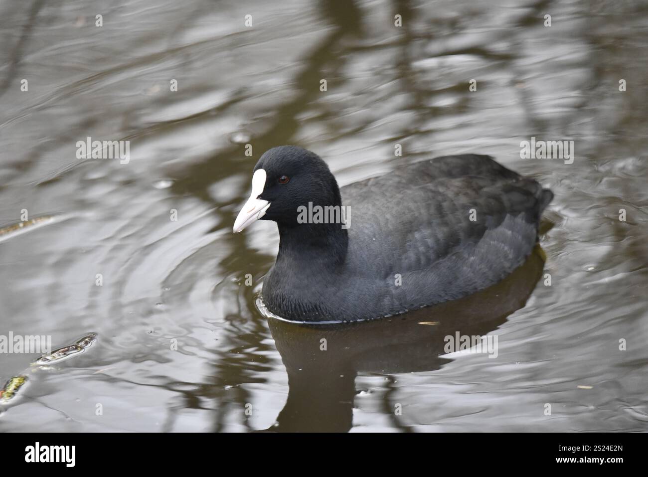 Gros plan premier plan Portrait d'un Coot eurasien (Fulica atra) nageant vers la caméra dans l'eau d'un lac ondulé, Eye on Camera, pris au Royaume-Uni en hiver Banque D'Images