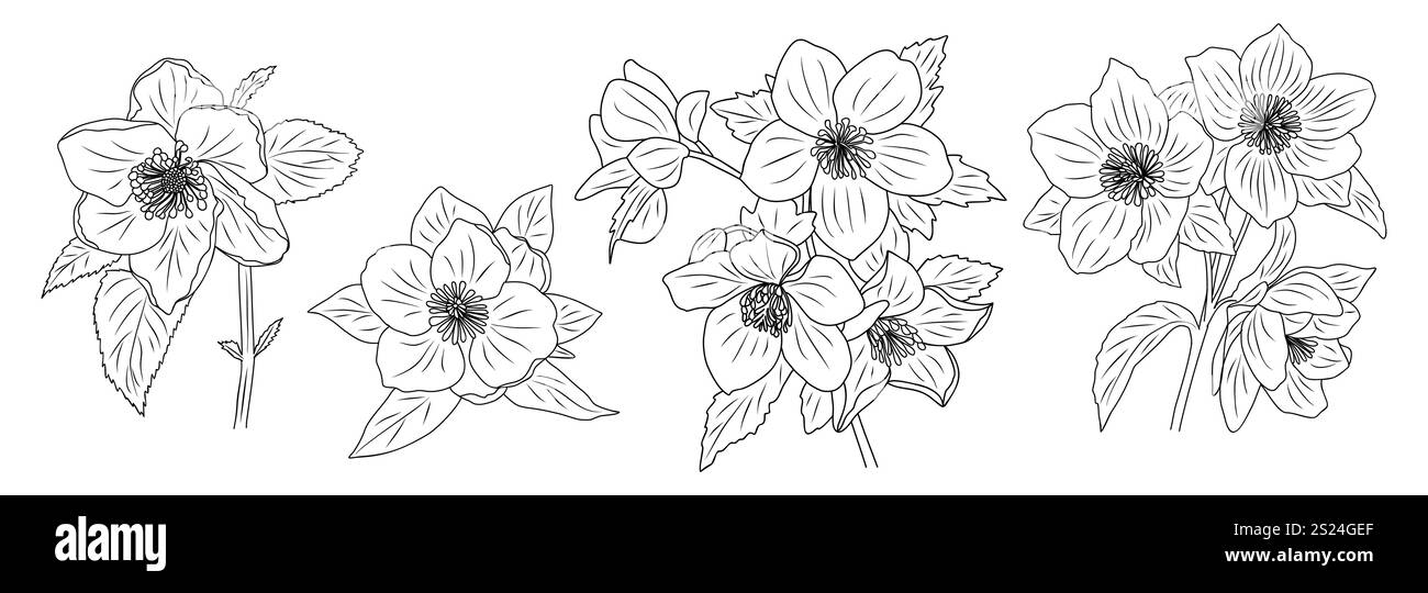 Ensemble de dessin d'art de ligne de fleur de Helleborus Illustration de Vecteur