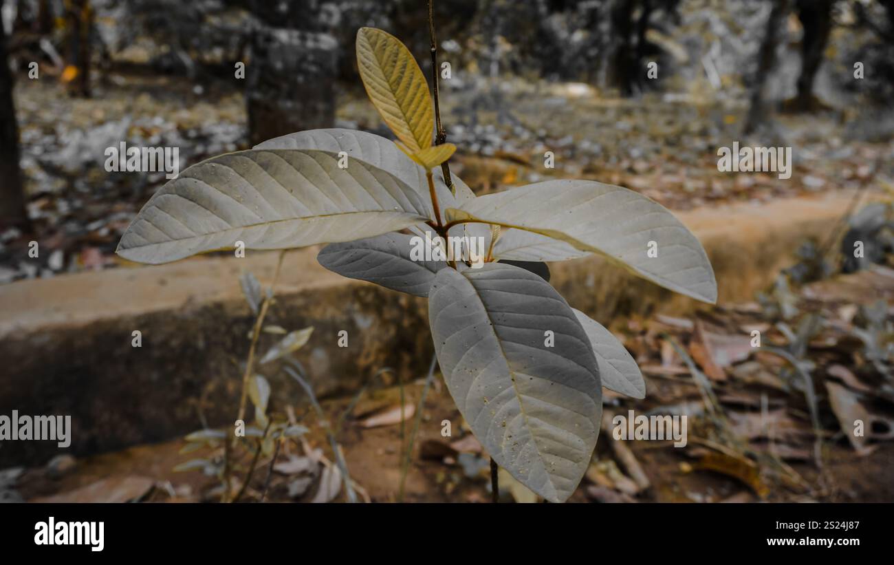 Une petite plante vibrante avec des feuilles vertes prospérant dans son cadre naturel, entourée de tons terreux de sol et de feuillage de fond Banque D'Images