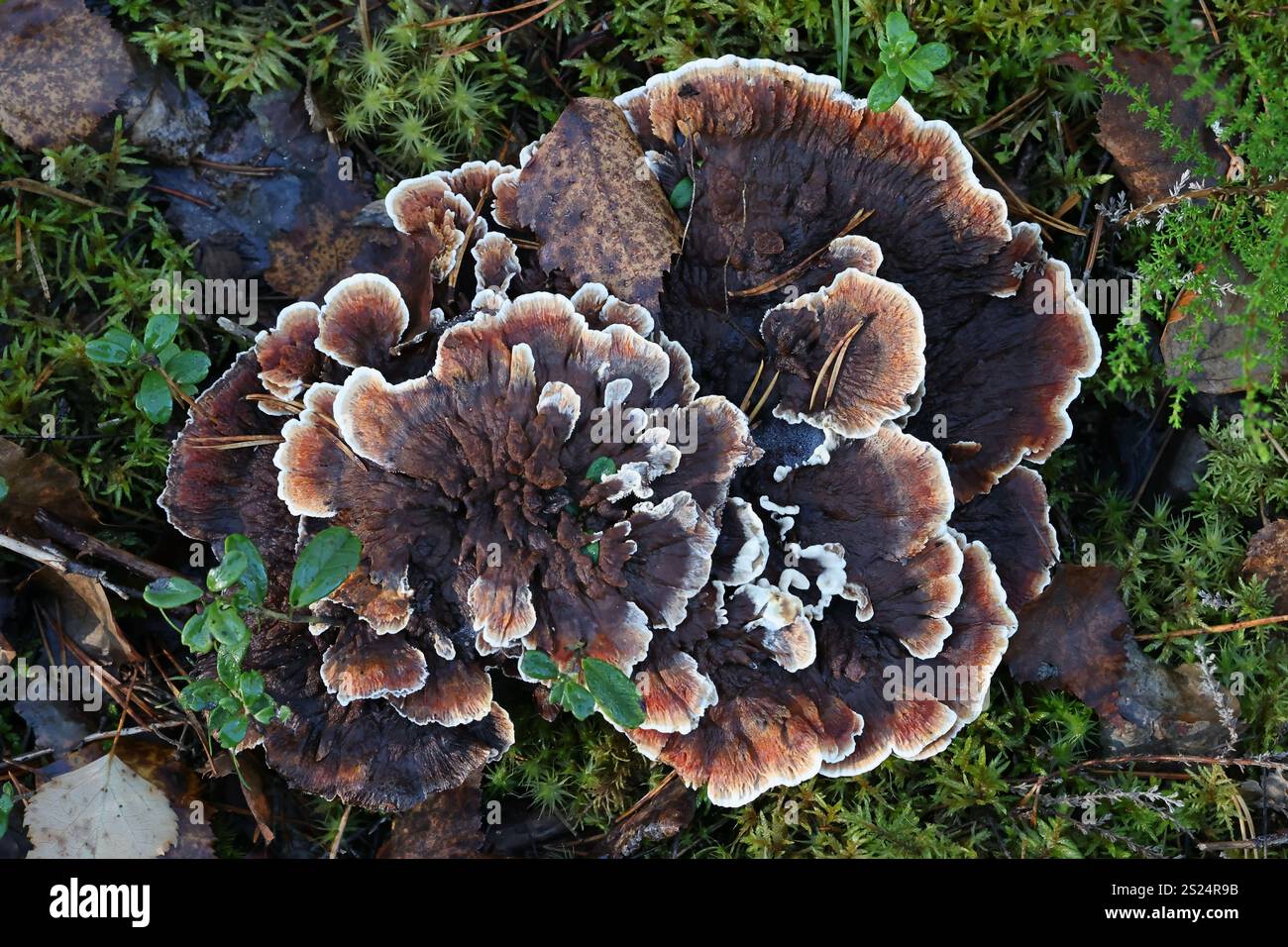 Hydnellum aurantiacum, communément appelé épine orange ou Hydnellum orange, champignon dentaire originaire de Finlande Banque D'Images