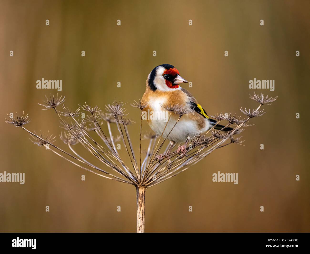 Goldfinch en hiver dans le centre du pays de Galles Banque D'Images