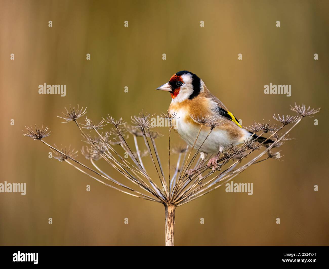 Goldfinch en hiver dans le centre du pays de Galles Banque D'Images