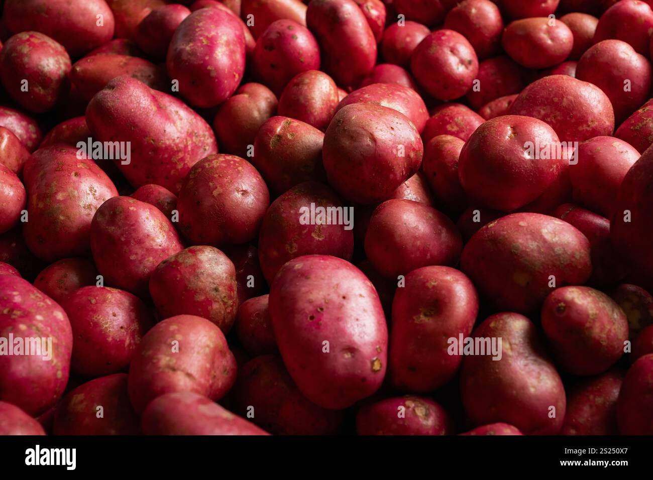 Pommes de terre au coq rouge cultivées en Irlande. Banque D'Images