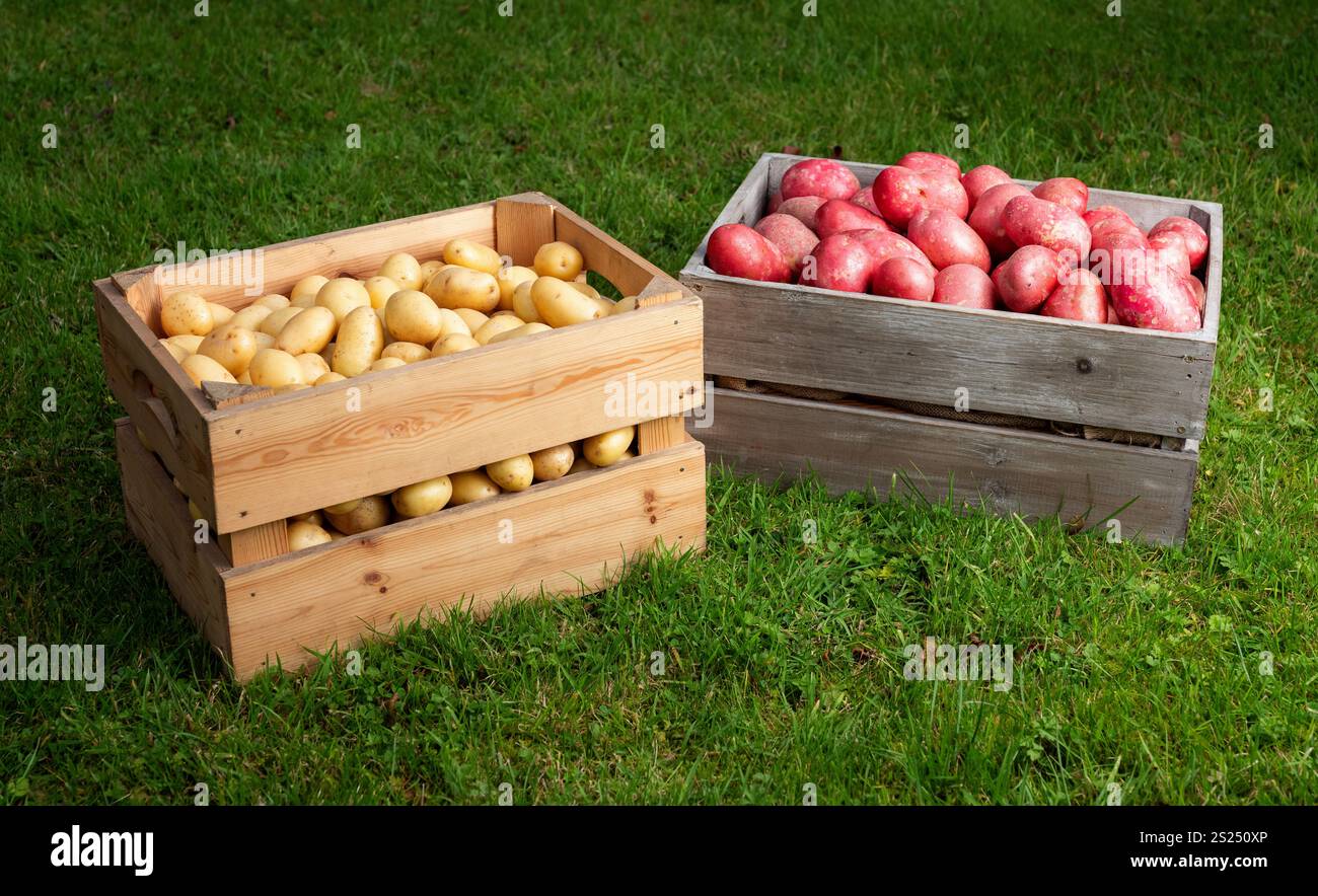 Une boîte de pommes de terre nouvelles et de pommes de terre au coq rouge, cultivées en Irlande. Banque D'Images