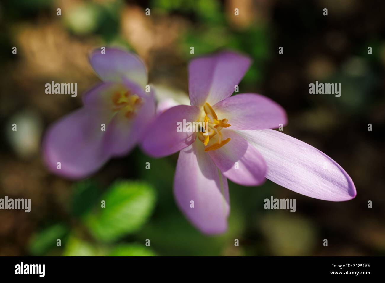 Gros plan sur des fleurs automnales de crocus d'automne ou de Colchicum Banque D'Images Gros plan sur des fleurs automnales de crocus d'automne ou de Colchicum Banque D'Images