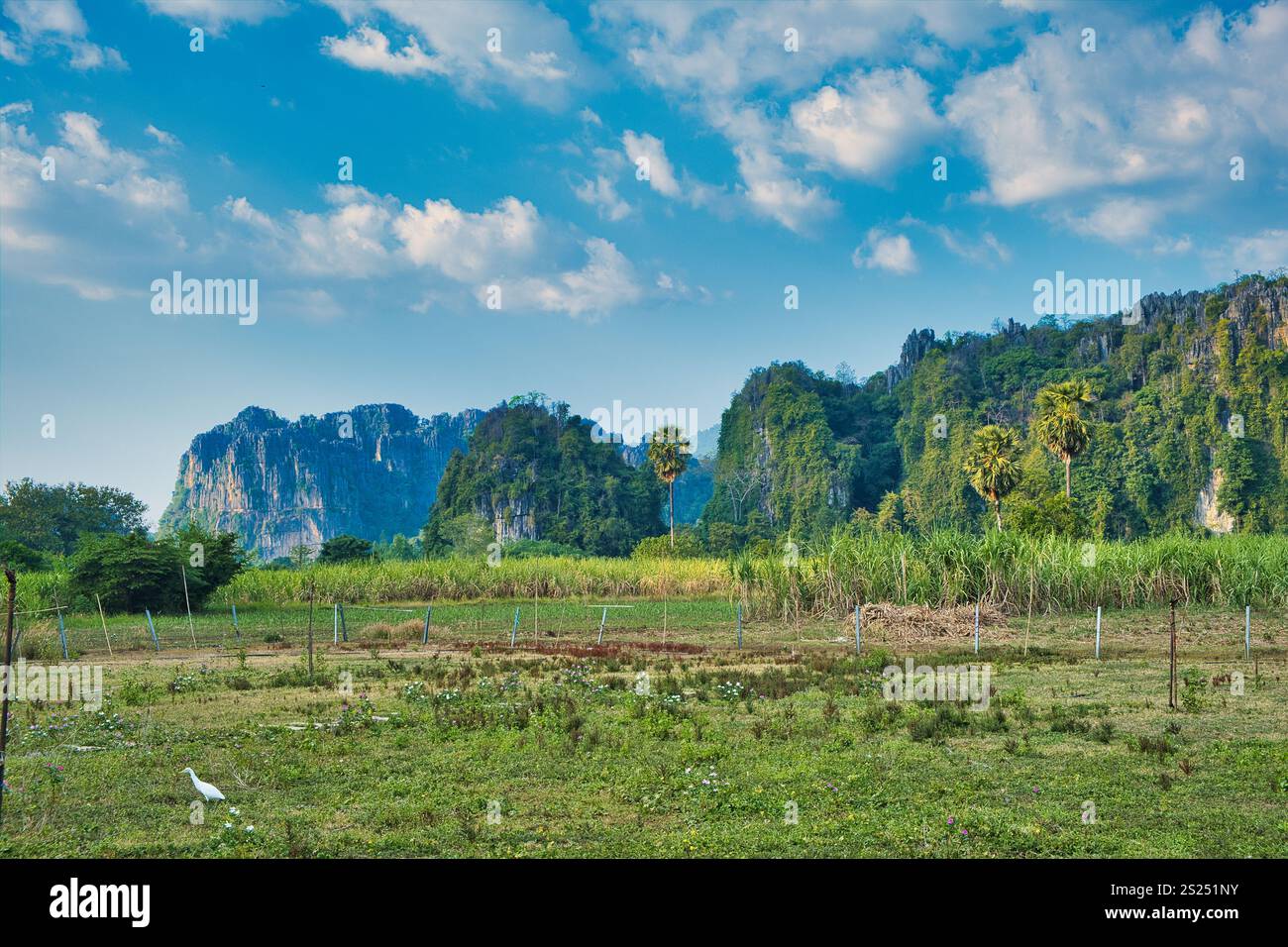 Prairie, champ de canne à sucre et palmiers au pied de roches calcaires abruptes. Ban Mung, district de Noen Maprang, province de Phitsanulok, Thaïlande Banque D'Images