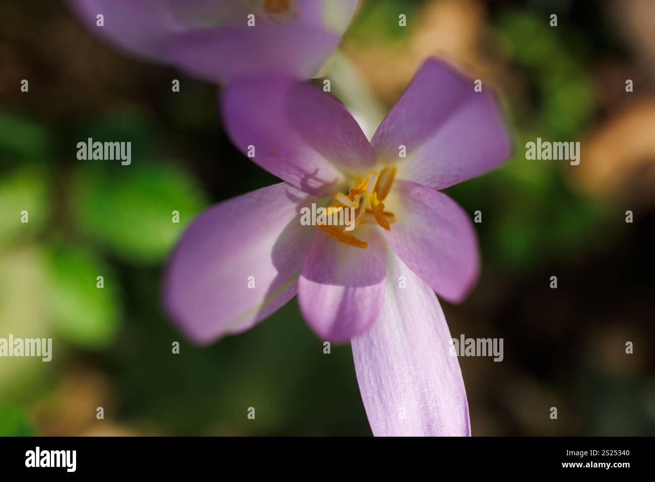 Gros plan sur des fleurs automnales de crocus d'automne ou de Colchicum Banque D'Images Gros plan sur des fleurs automnales de crocus d'automne ou de Colchicum Banque D'Images