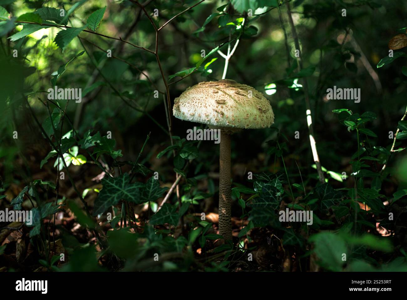 Le champignon parasol (Macrolepiota procera ou Lepiota procera) est un champignon basidiomycète avec un gros corps de fructification proéminent ressemblant à un parasol. F Banque D'Images Le champignon parasol (Macrolepiota procera ou Lepiota procera) est un champignon basidiomycète avec un gros corps de fructification proéminent ressemblant à un parasol. F Banque D'Images