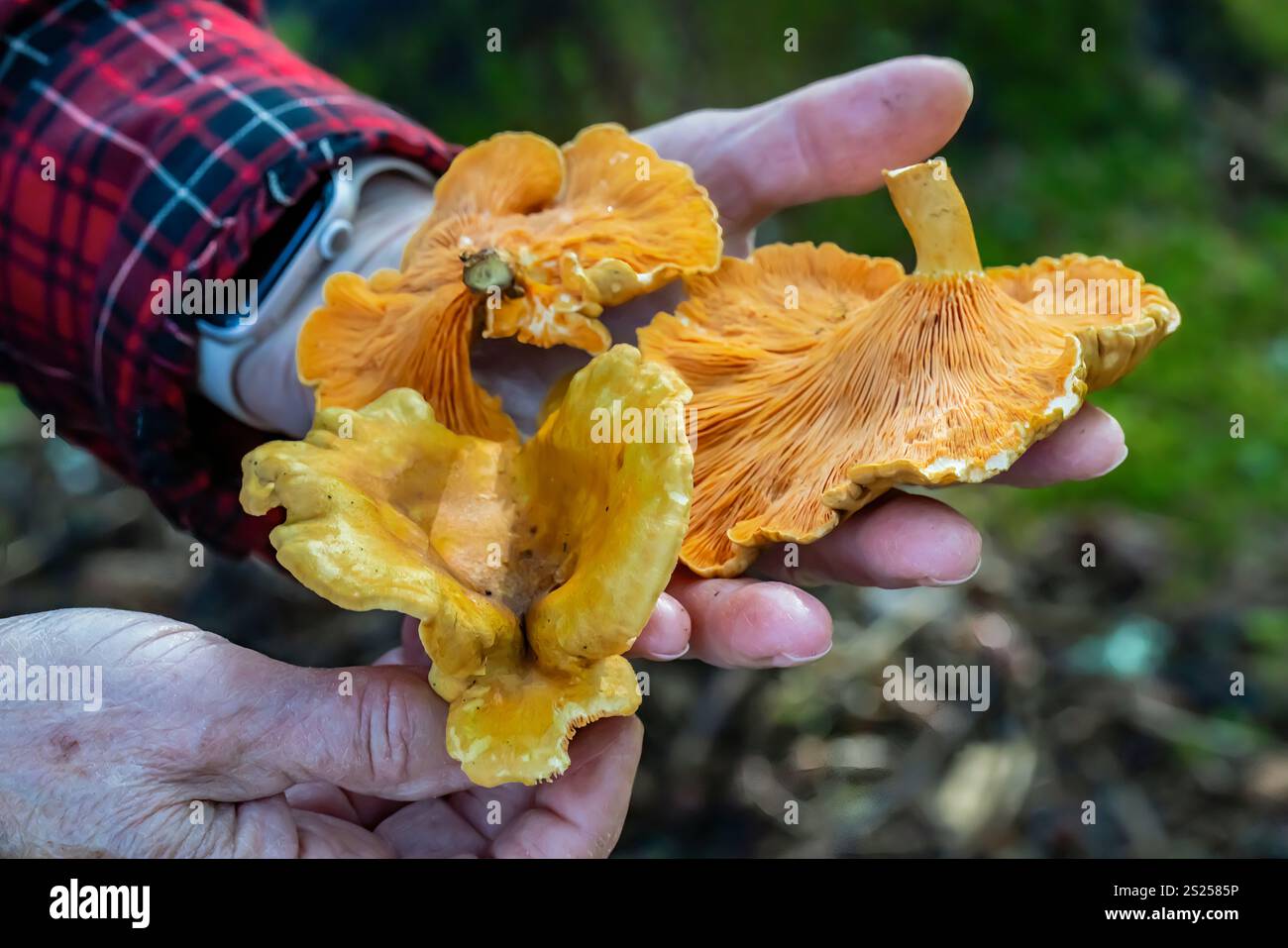 Fausse Chanterelle, Hygrophoropsis aurantiaca, Cape Disception State Park, État de Washington, États-Unis Banque D'Images