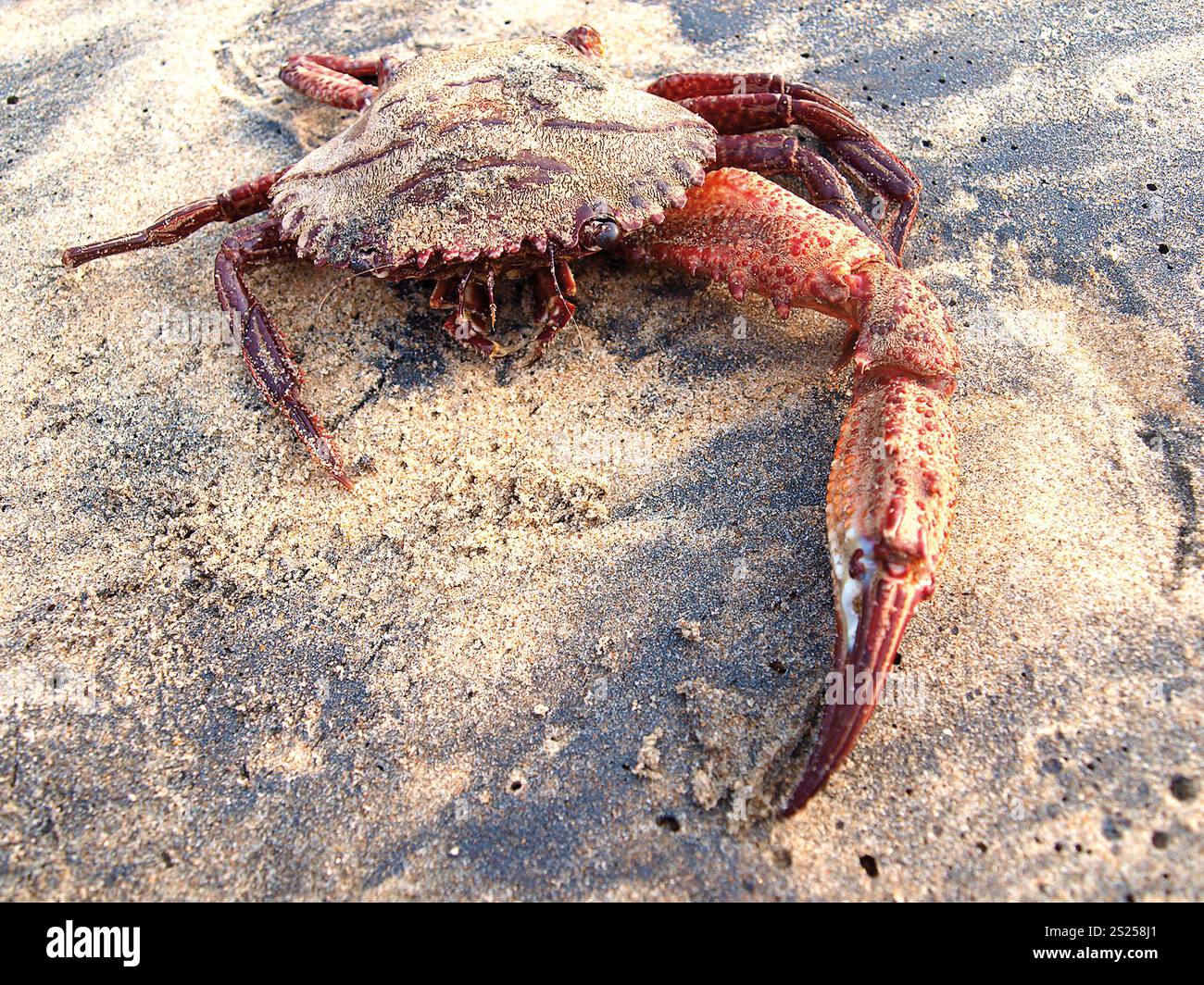 Crabe mort appartenant à l'espèce ceylonthelphusa sanguinea endémique au Sri Lanka et menacée d'extinction. Banque D'Images