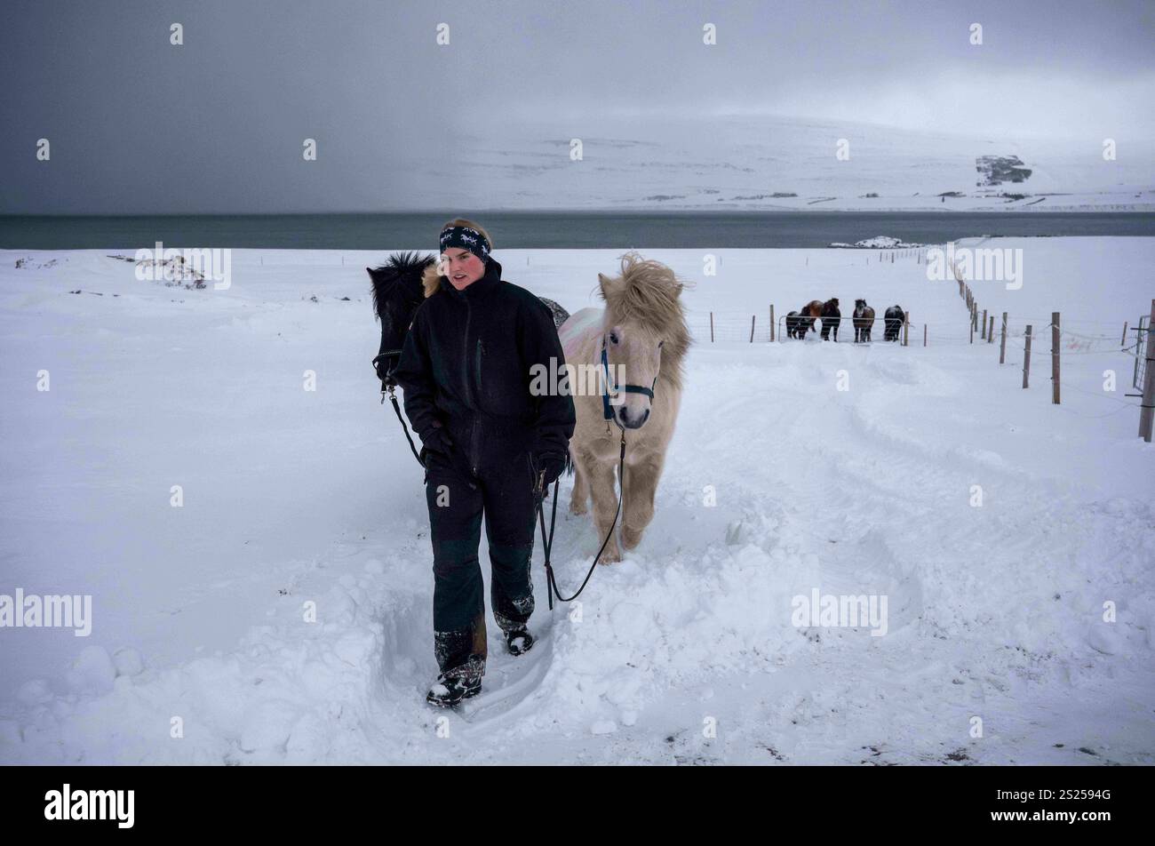 Akureiry, Islande. 15 juillet 2023. Une cavalière est vue guider quelques chevaux islandais pour une balade dans un centre d'élevage et d'entraînement situé près du village d'Akureiry. Le cheval islandais représente une race distinctive originaire d'Islande, connue pour son endurance et sa polyvalence. De taille petite à moyenne, elles sont robustes et conformes aux longs manes. Bien adaptés aux conditions climatiques difficiles de leur pays natal, ils sont célèbres pour leurs deux cornemuses uniques, le «tÃ¶LT» et le «flokk», qui les distinguent des autres races. Leur tempérament calme les rend idéales pour le ri Banque D'Images