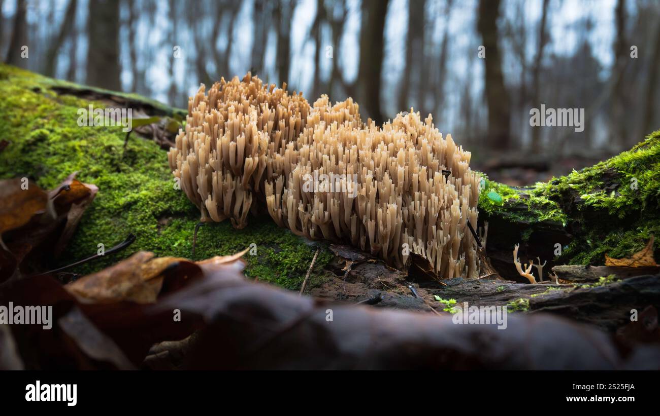 Champignon de corail à pointe couronne sur une bûche moussue dans une forêt Banque D'Images