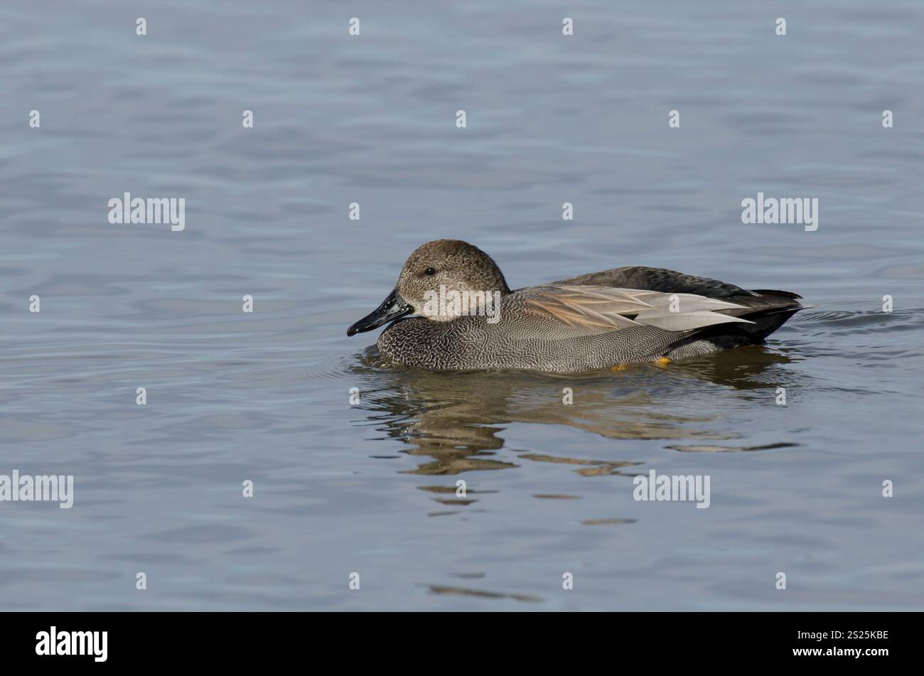 Gadwall, Mareca strepera, homme Banque D'Images